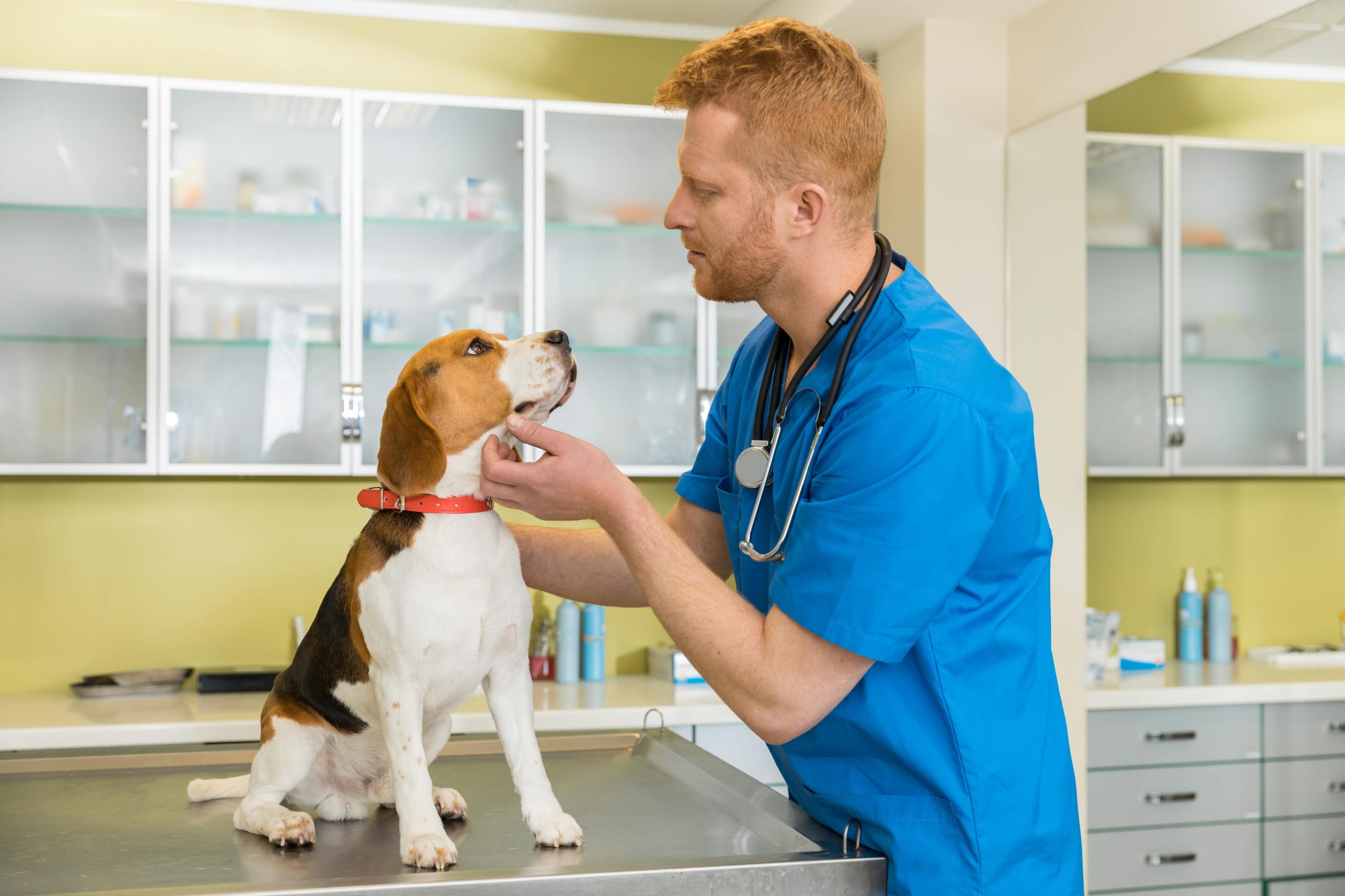 animal vet clinic animal vet clinic