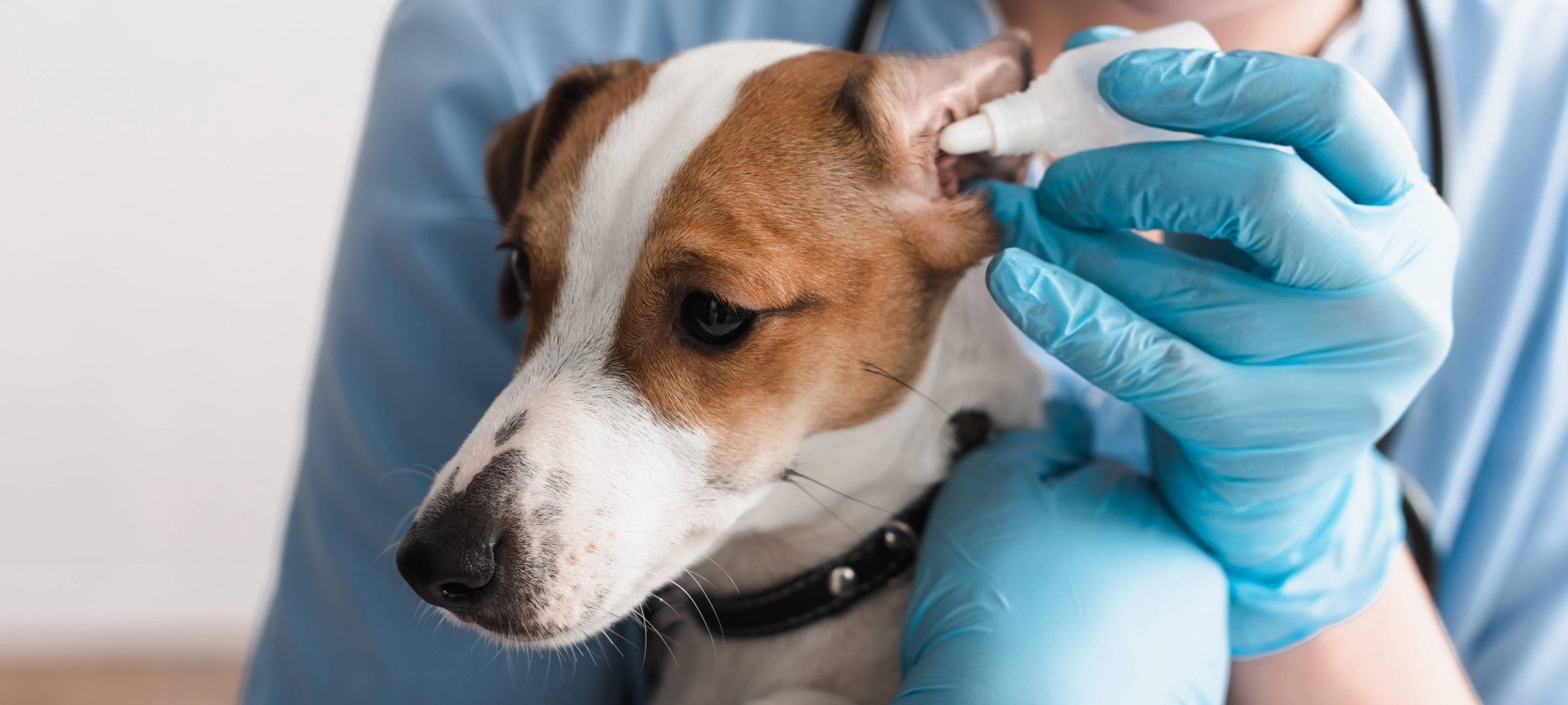 veterinarian dog treatment veterinarian dog treatment