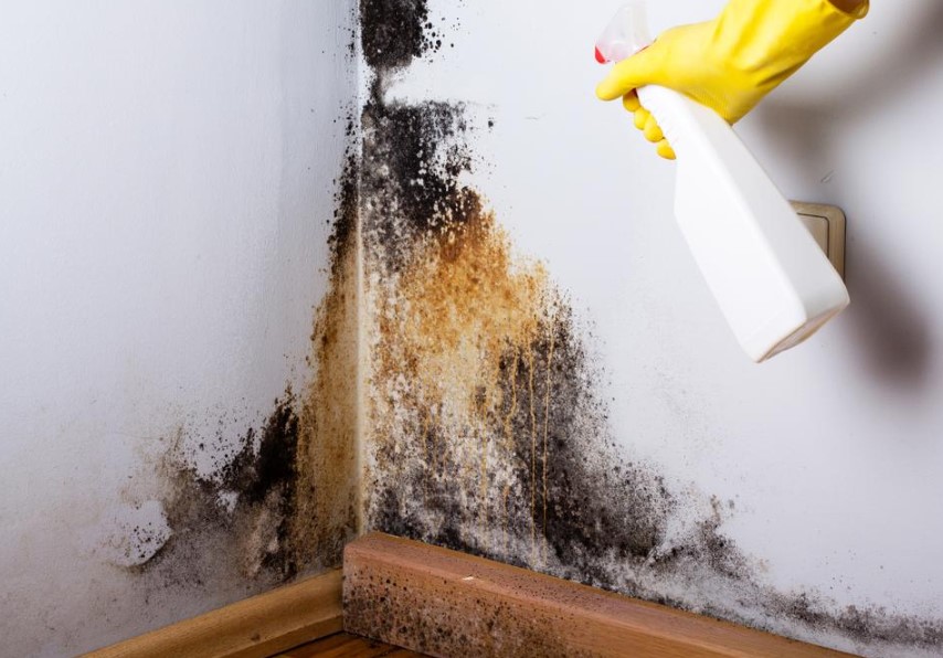 mould removal